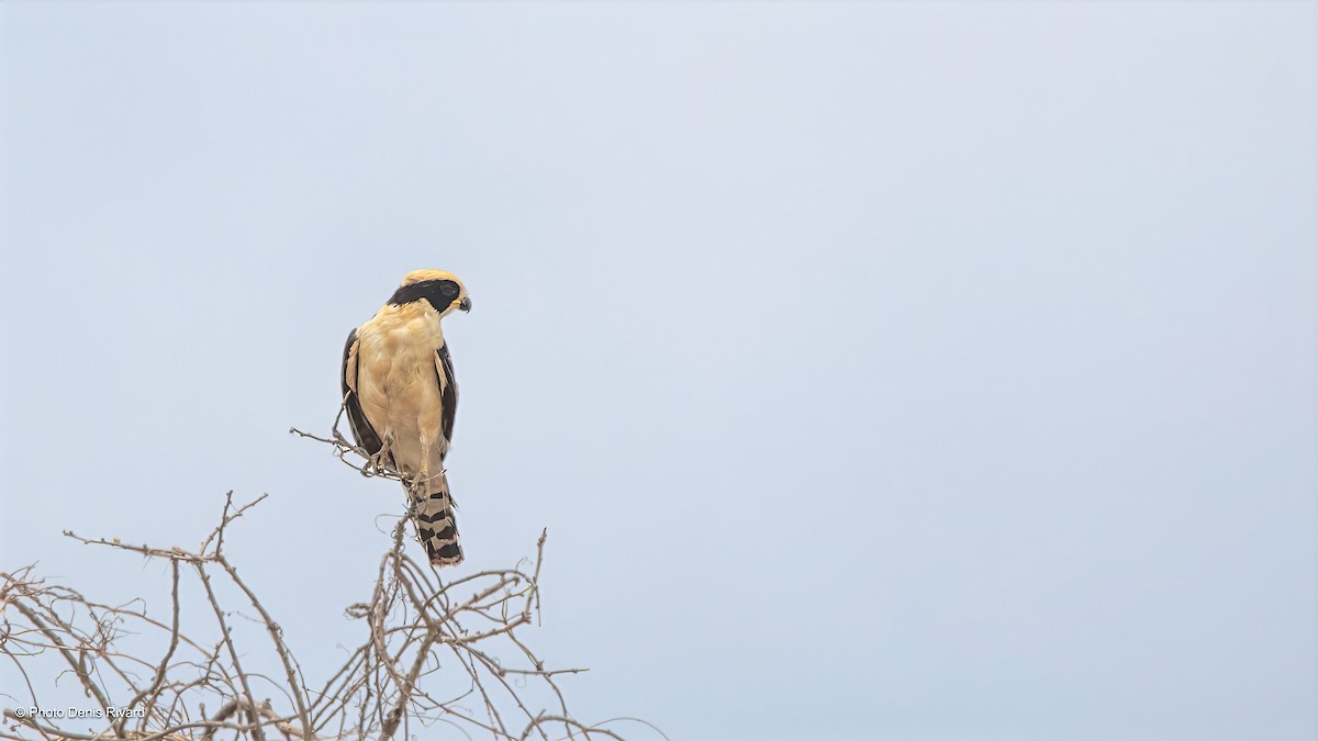 Laughing Falcon - ML638495434