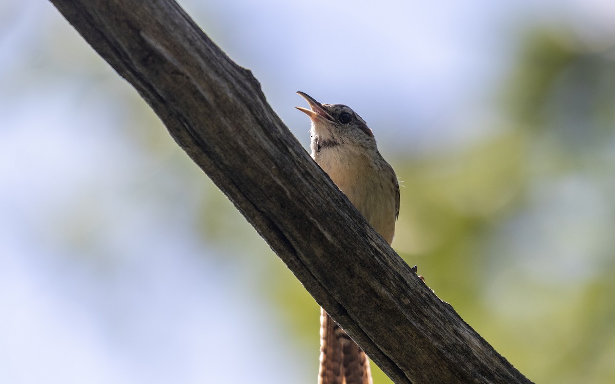 Carolina Wren - ML638495439