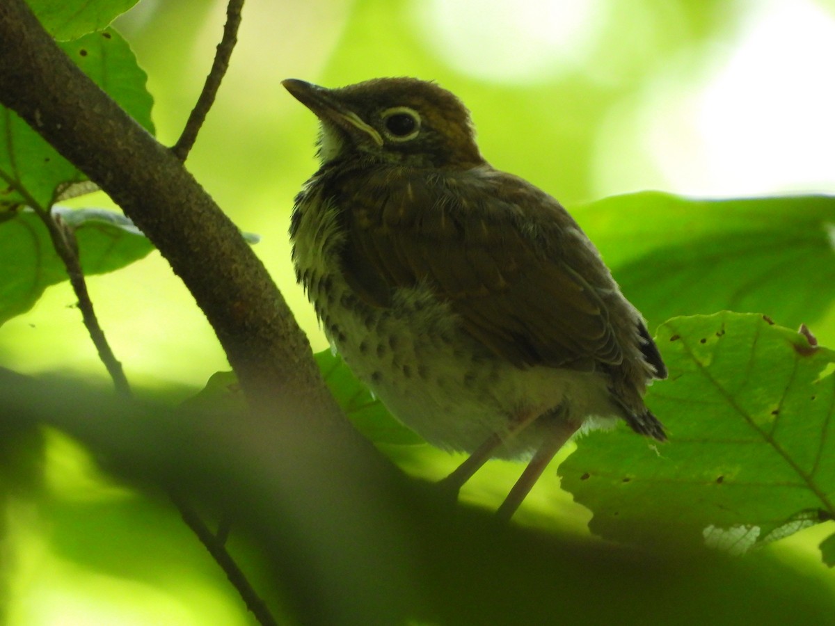 Wood Thrush - ML638495453