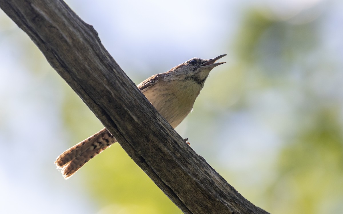 Carolina Wren - ML638495461