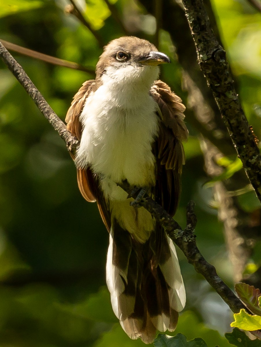 Yellow-billed Cuckoo - ML638495502