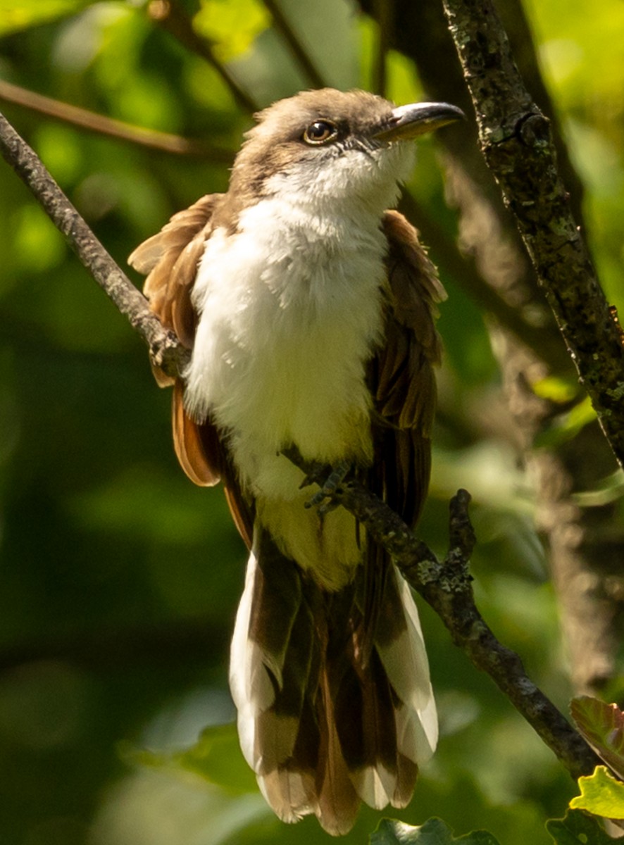 Yellow-billed Cuckoo - ML638495503