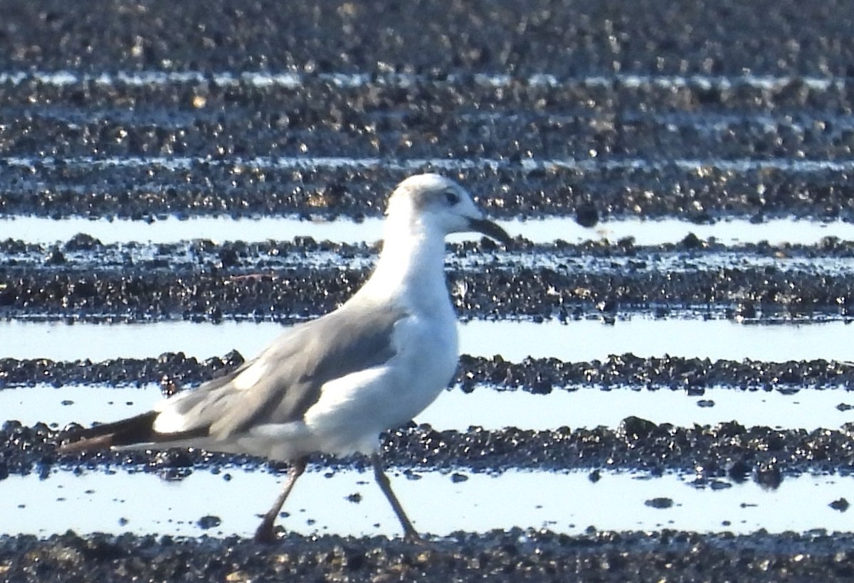 Laughing Gull - ML638495546