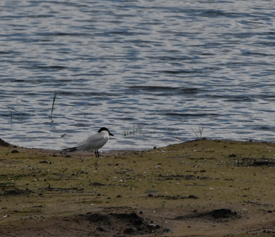 Gull-billed Tern - ML638495555