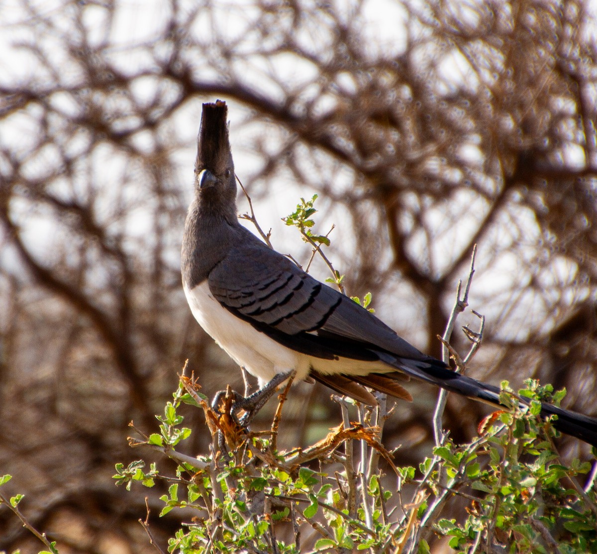 White-bellied Go-away-bird - ML638495558