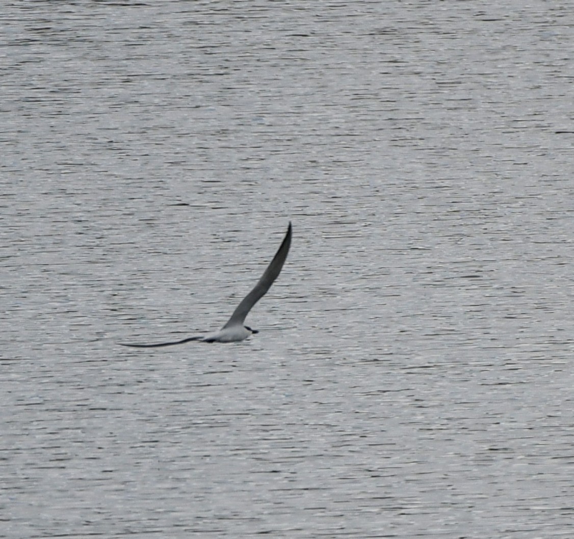 Gull-billed Tern - ML638495569