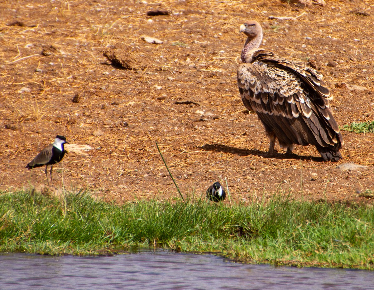 Spur-winged Lapwing - ML638495570