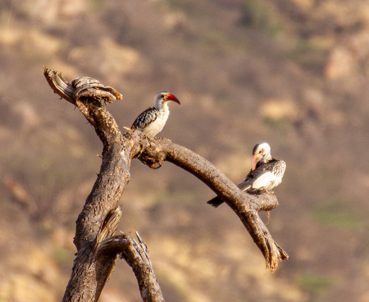 Northern Red-billed Hornbill - ML638495594