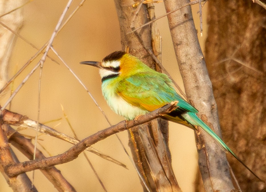 White-throated Bee-eater - ML638495600