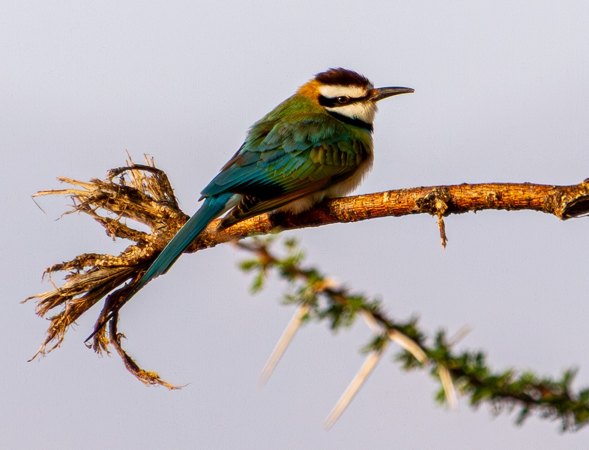 White-throated Bee-eater - ML638495601