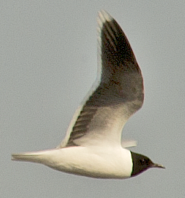 Little Gull - ML638495604