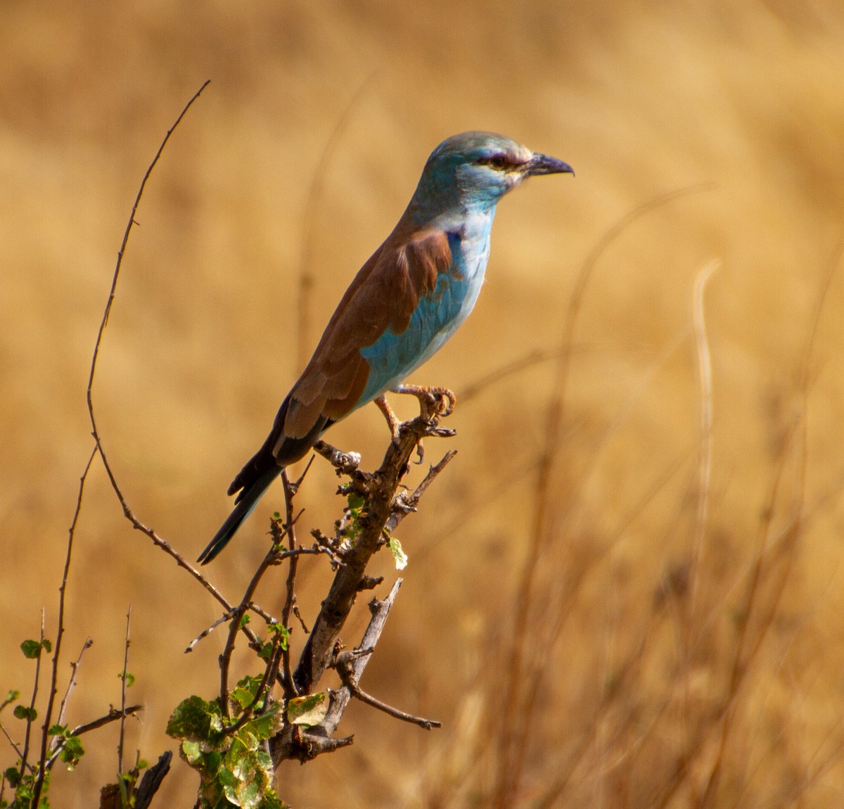 European Roller - ML638495609