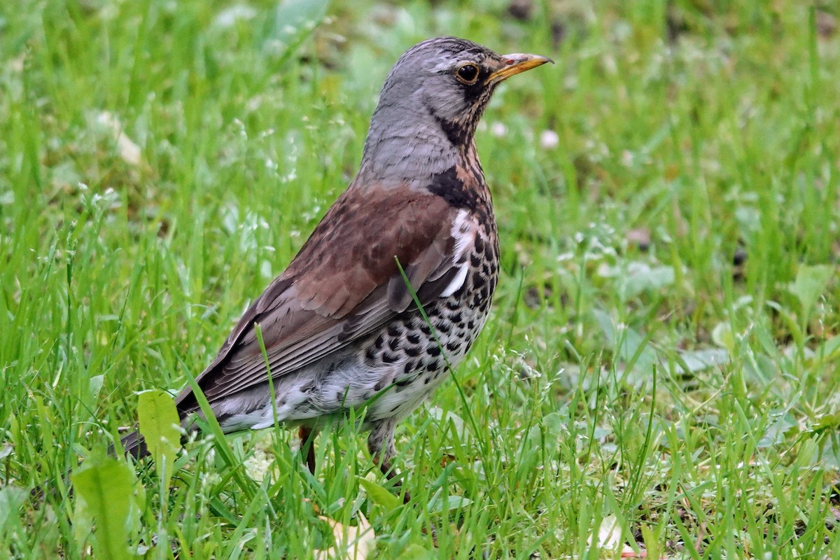 Fieldfare - ML638495619