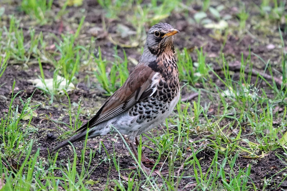 Fieldfare - ML638495620