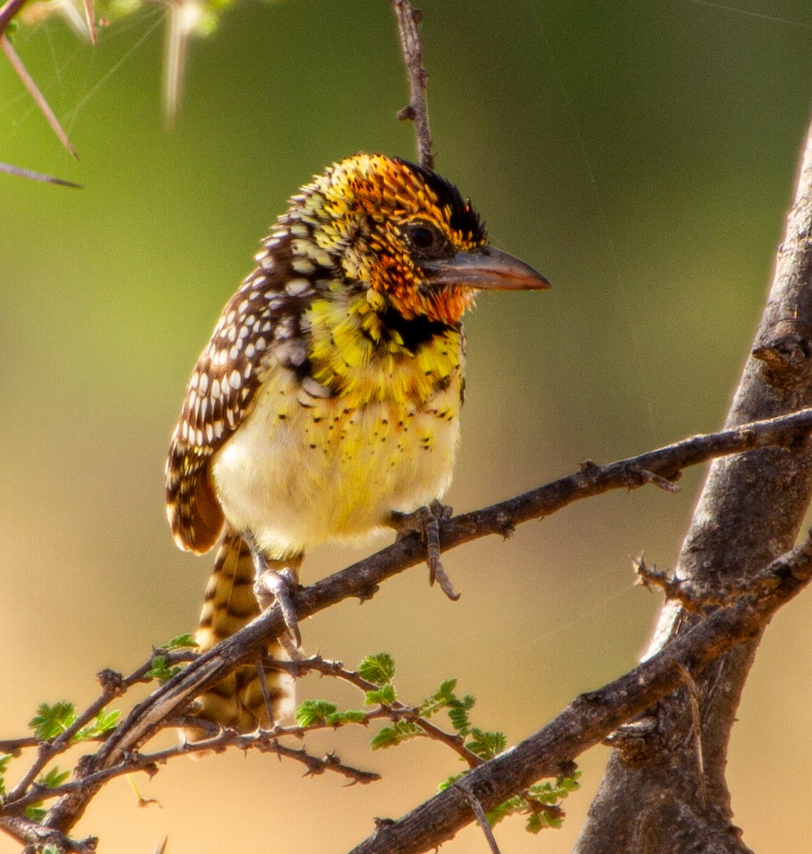 D'Arnaud's Barbet - ML638495622