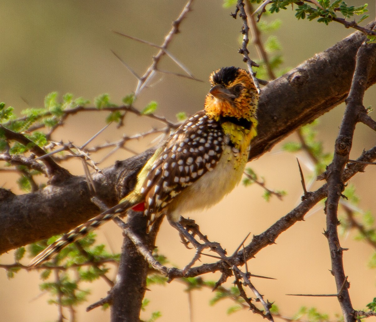 D'Arnaud's Barbet - ML638495623