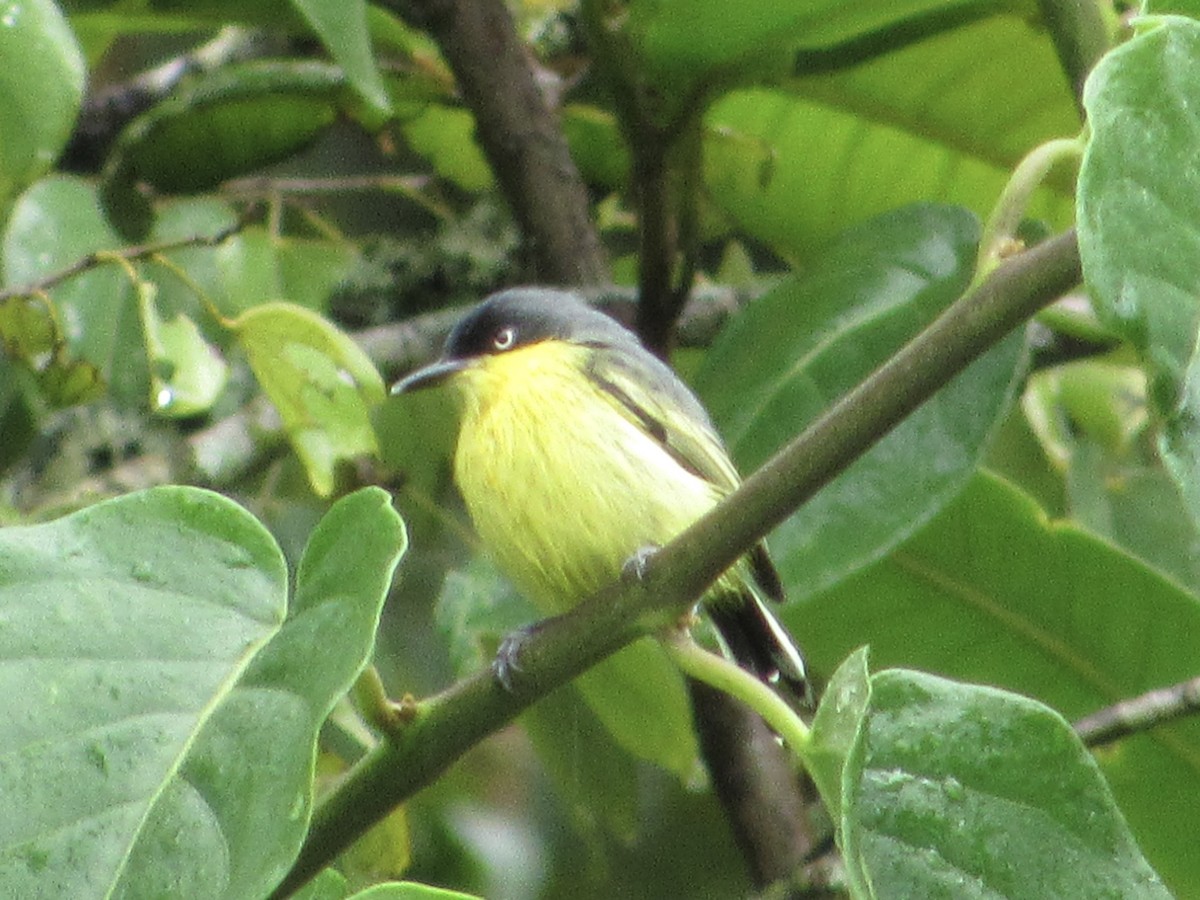 Common Tody-Flycatcher - ML638495627