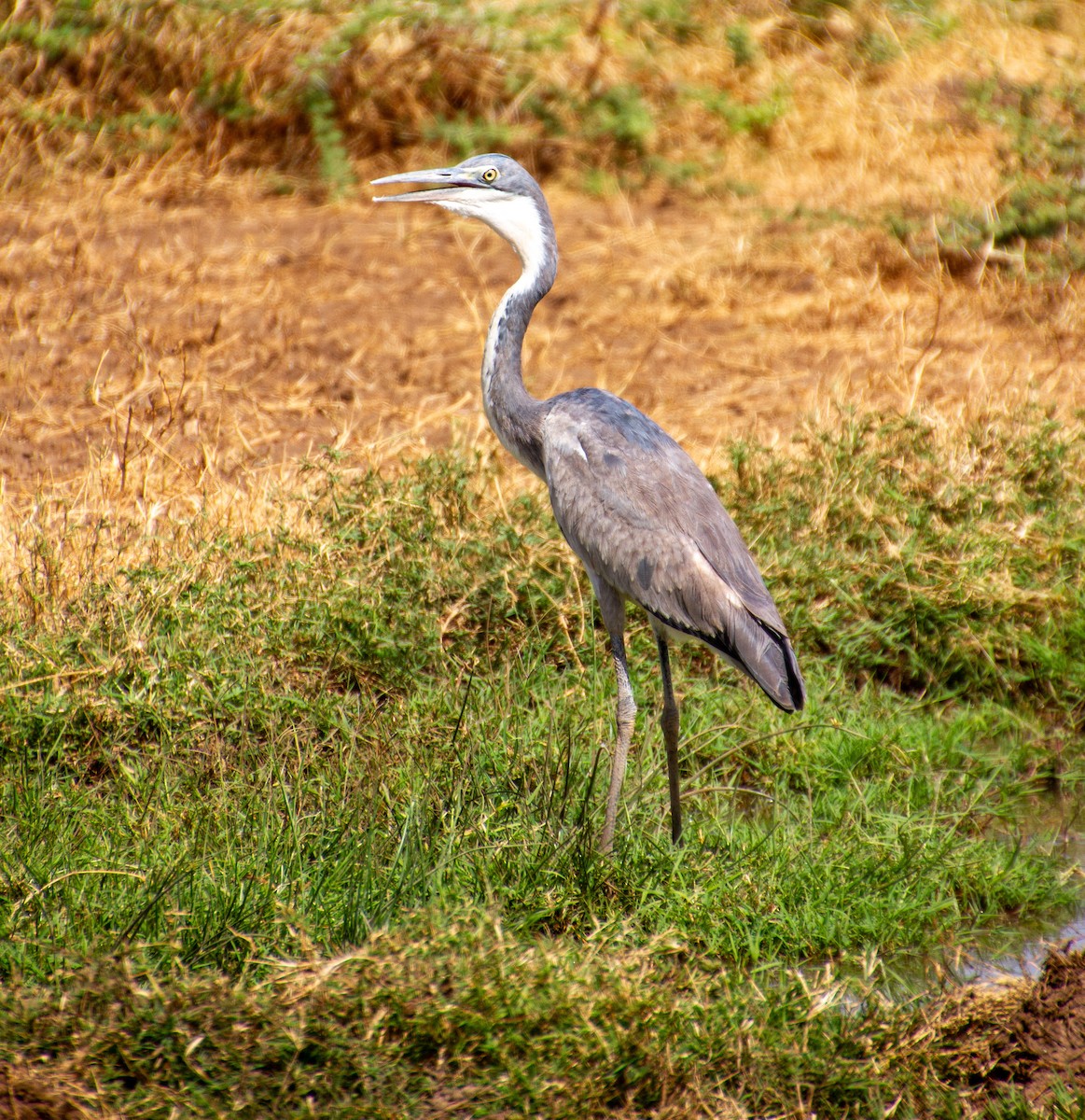 Black-headed Heron - ML638495634
