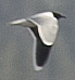 Little Gull - ML638495643