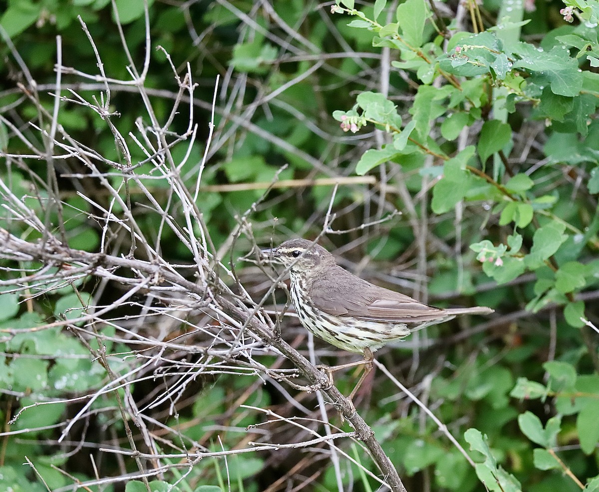 Northern Waterthrush - ML638495665