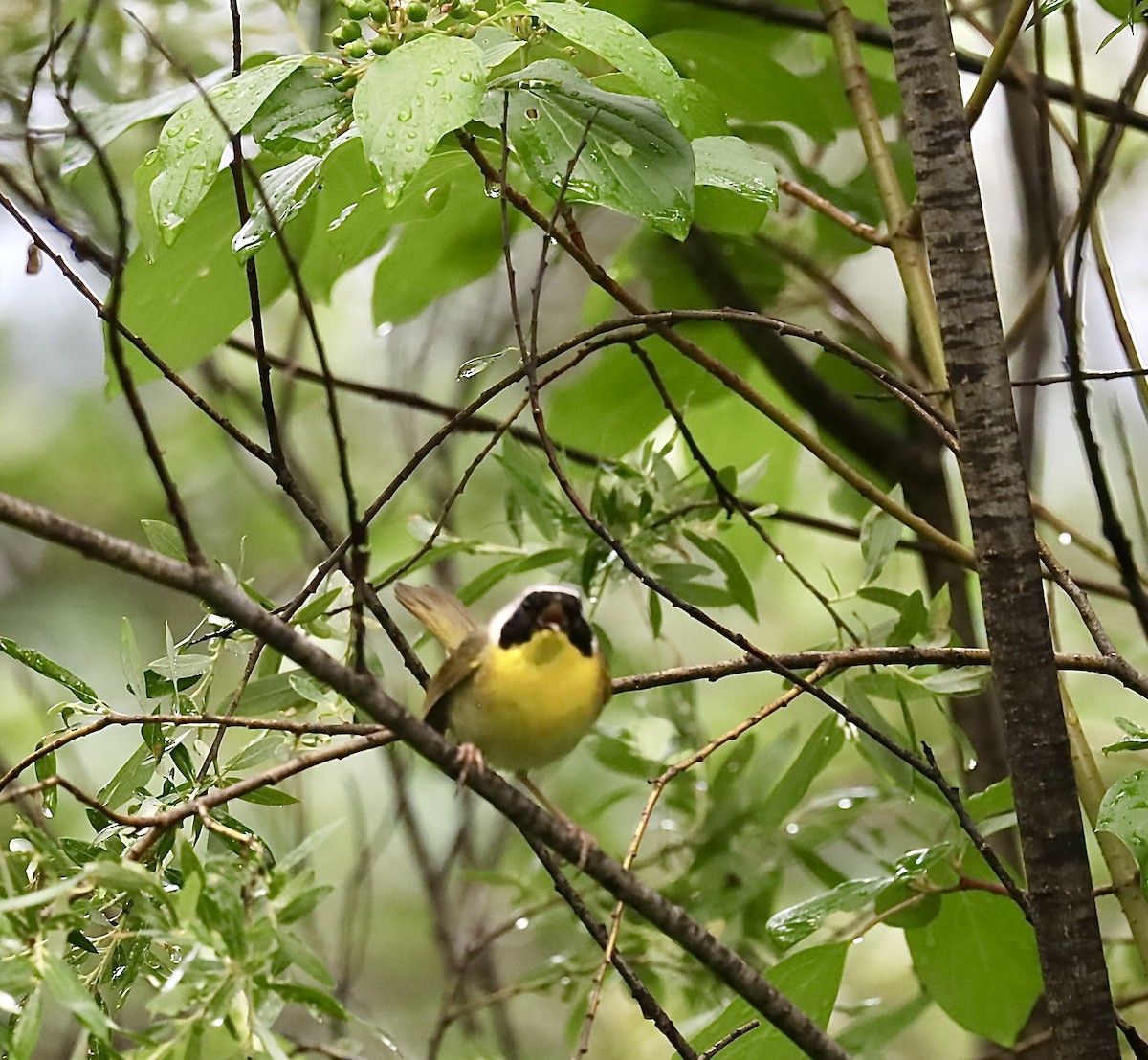 Common Yellowthroat - ML638495675