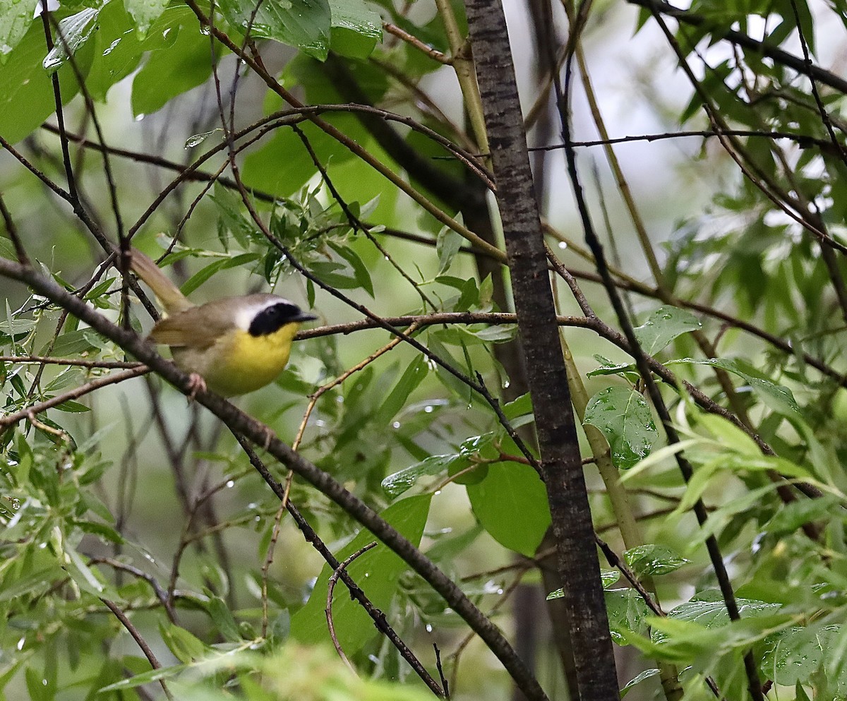 Common Yellowthroat - ML638495676
