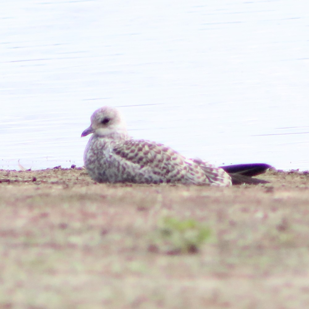 gull sp. - ML638495685
