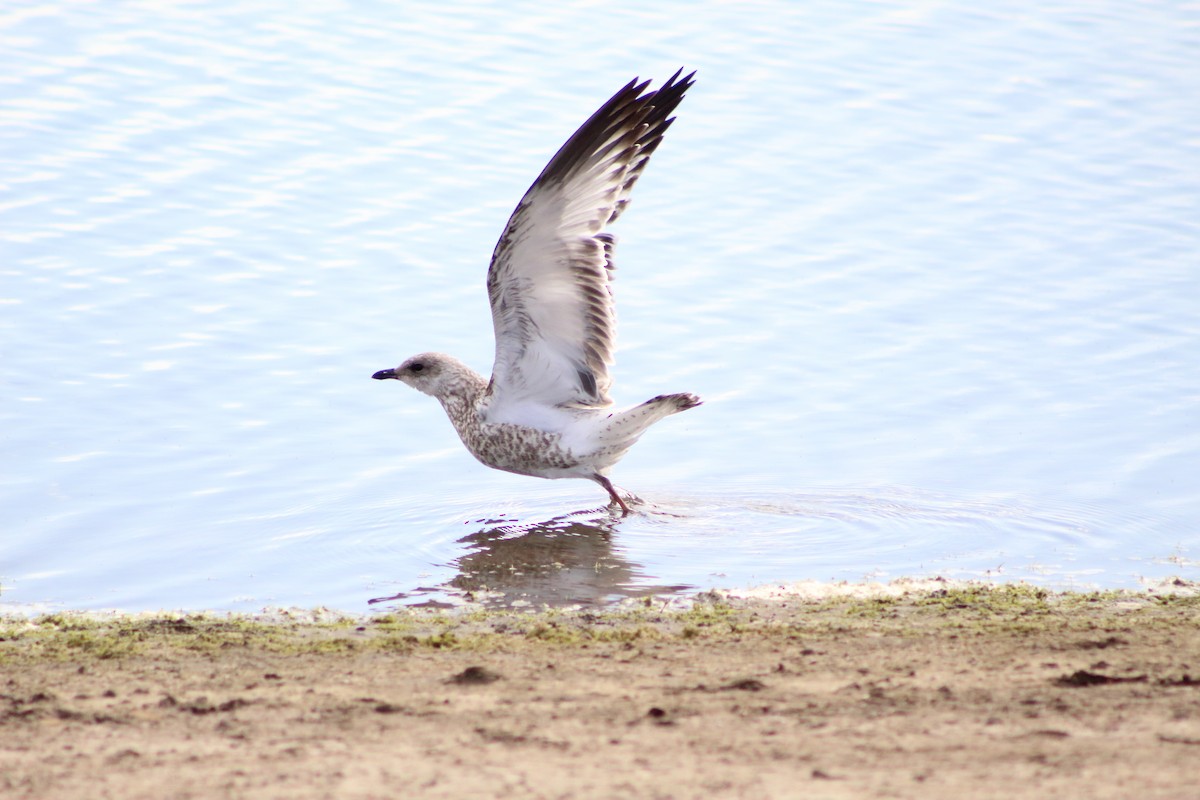 gull sp. - ML638495687
