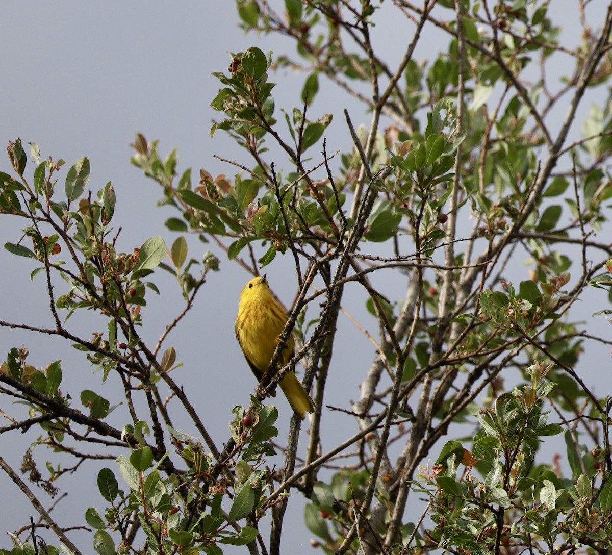 Yellow Warbler - ML638495692