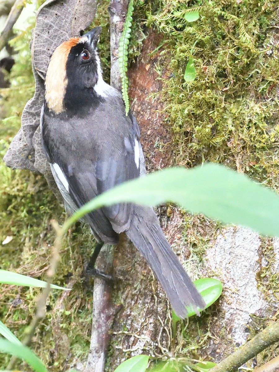 White-winged Brushfinch (White-winged) - ML638495695