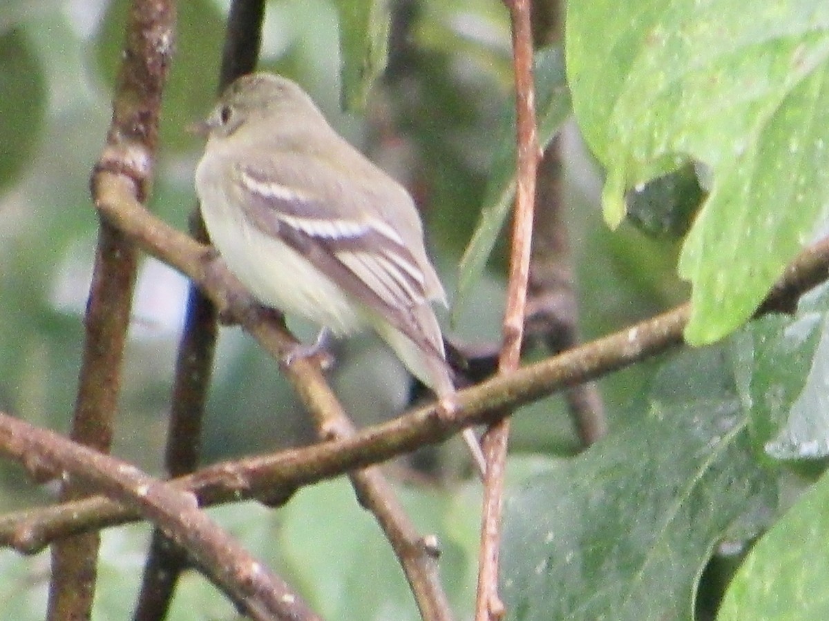 Acadian Flycatcher - ML638495707