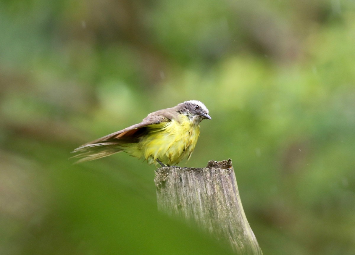 Rusty-margined Flycatcher - ML638495714