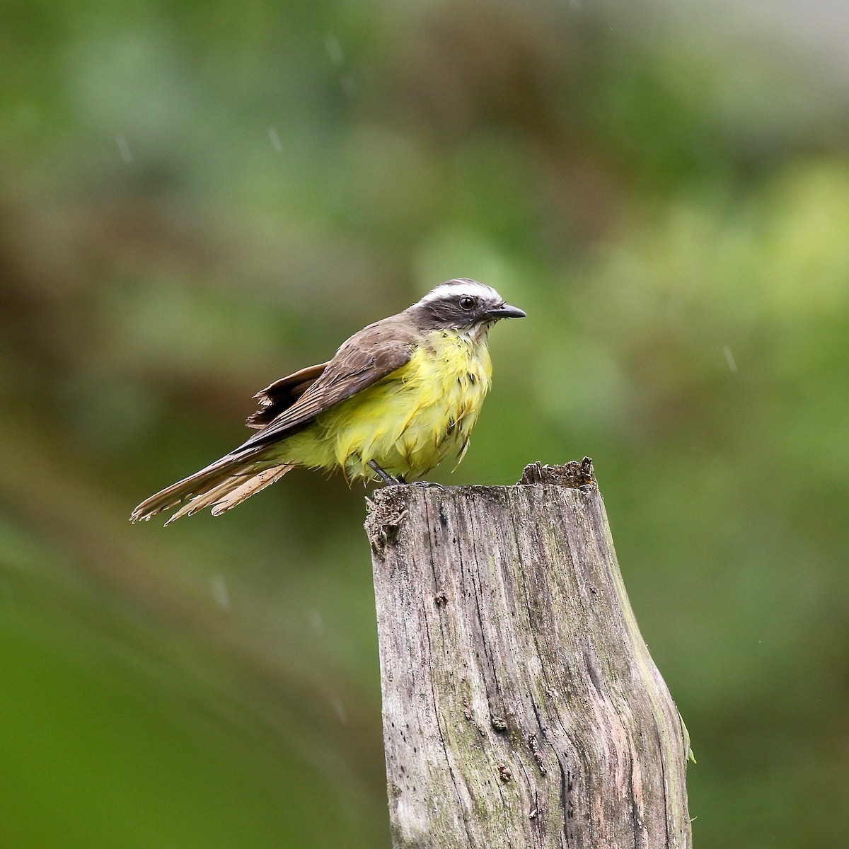 Rusty-margined Flycatcher - ML638495715