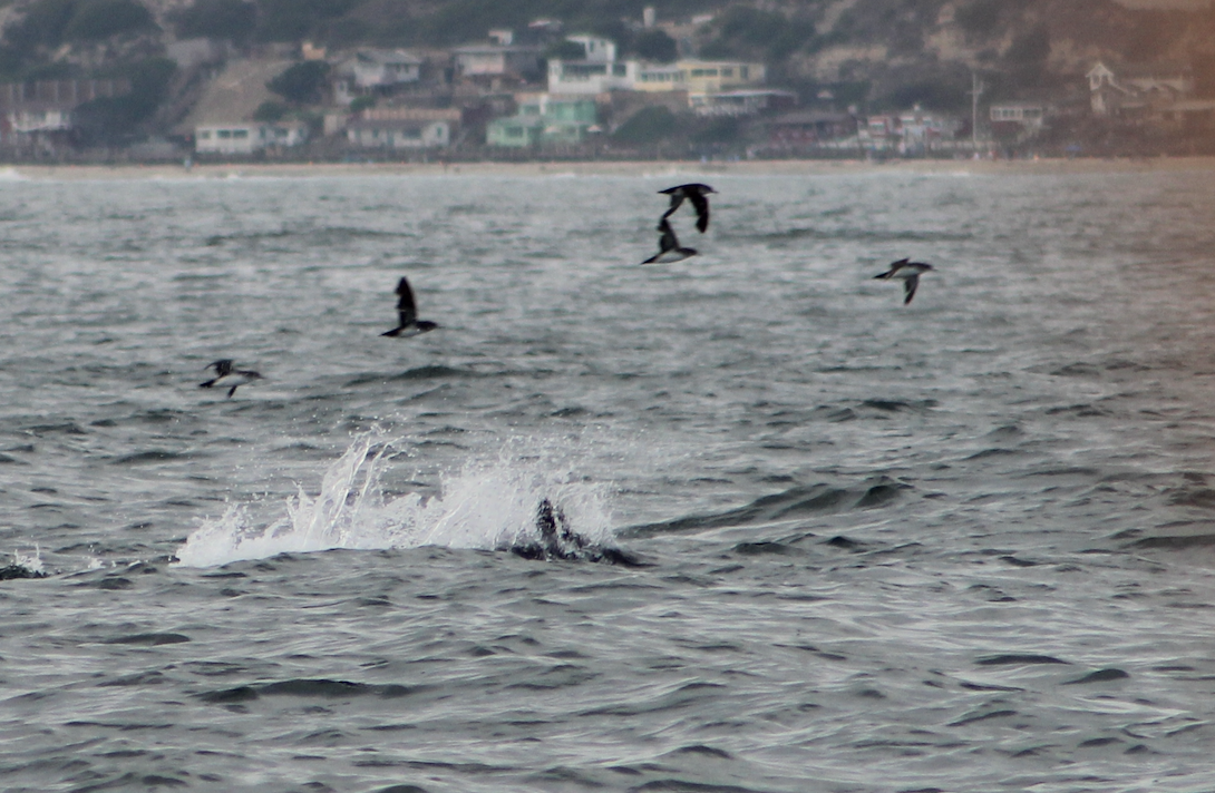 Black-vented Shearwater - ML638495738