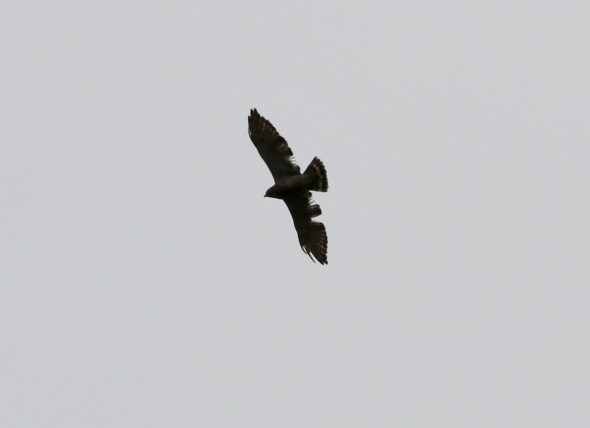 Broad-winged Hawk - ML638495744