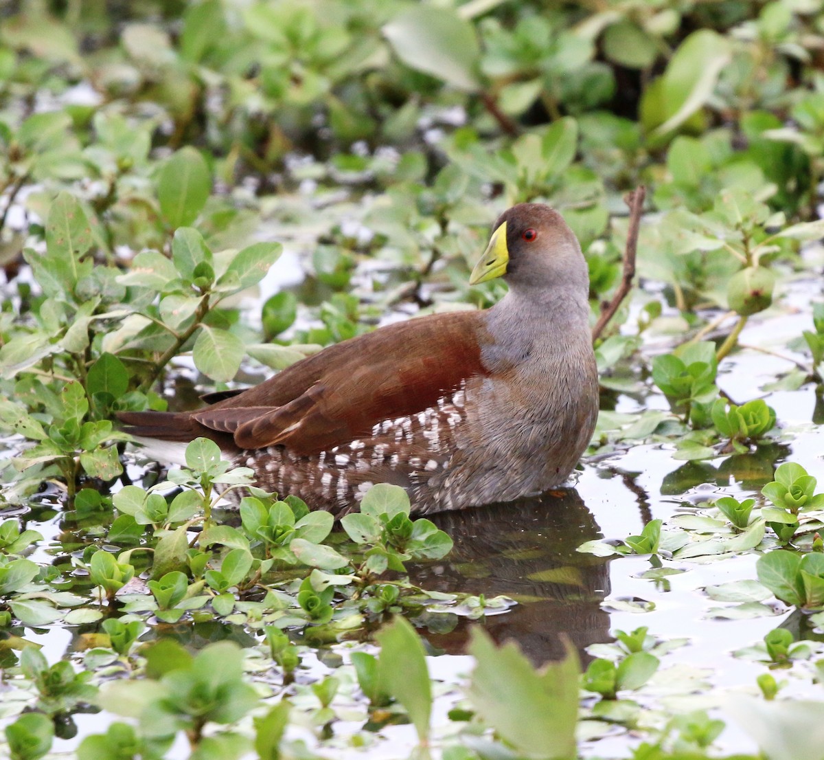 Spot-flanked Gallinule - ML638495790