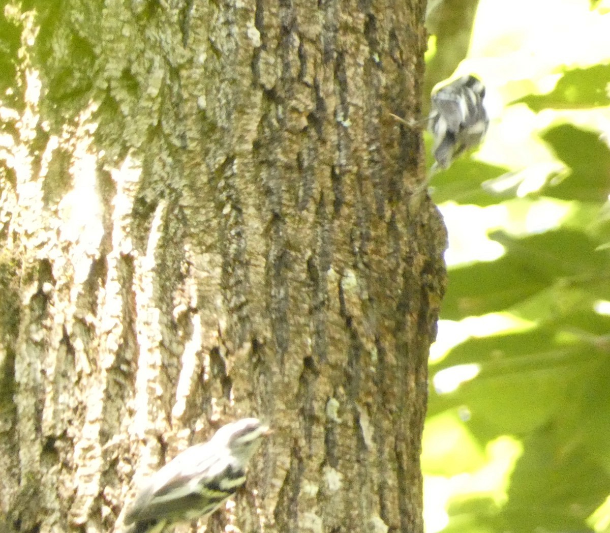 Black-and-white Warbler - ML638495794
