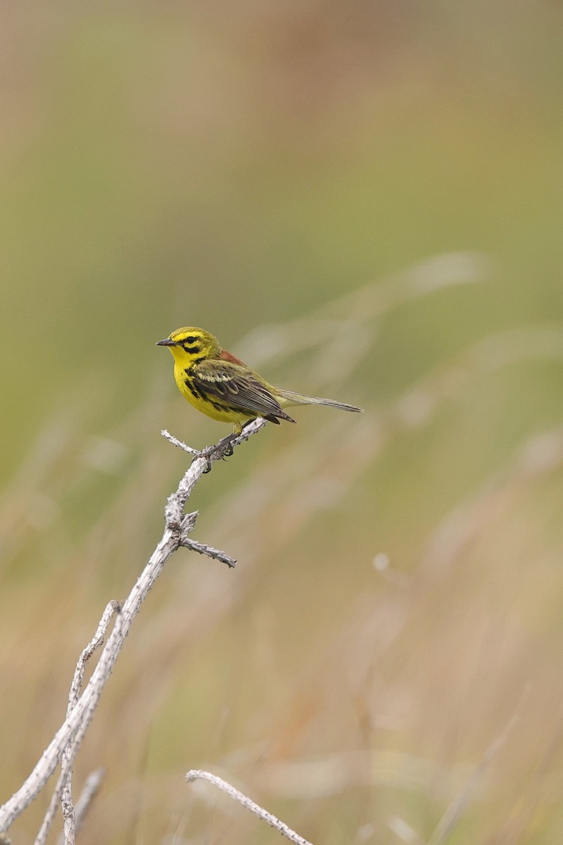 Prairie Warbler - ML638495797