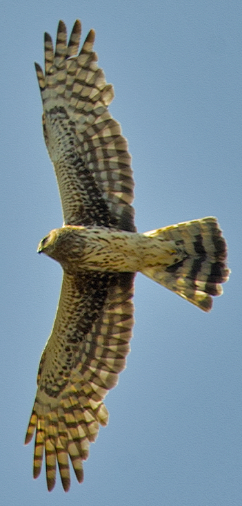 Northern Harrier - ML638495805