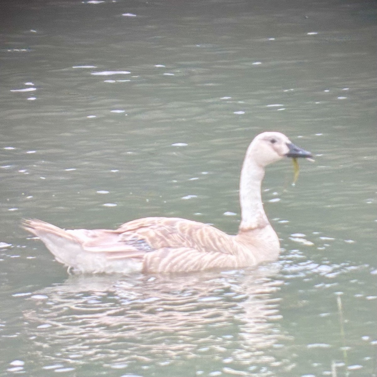 Canada Goose - ML638495813