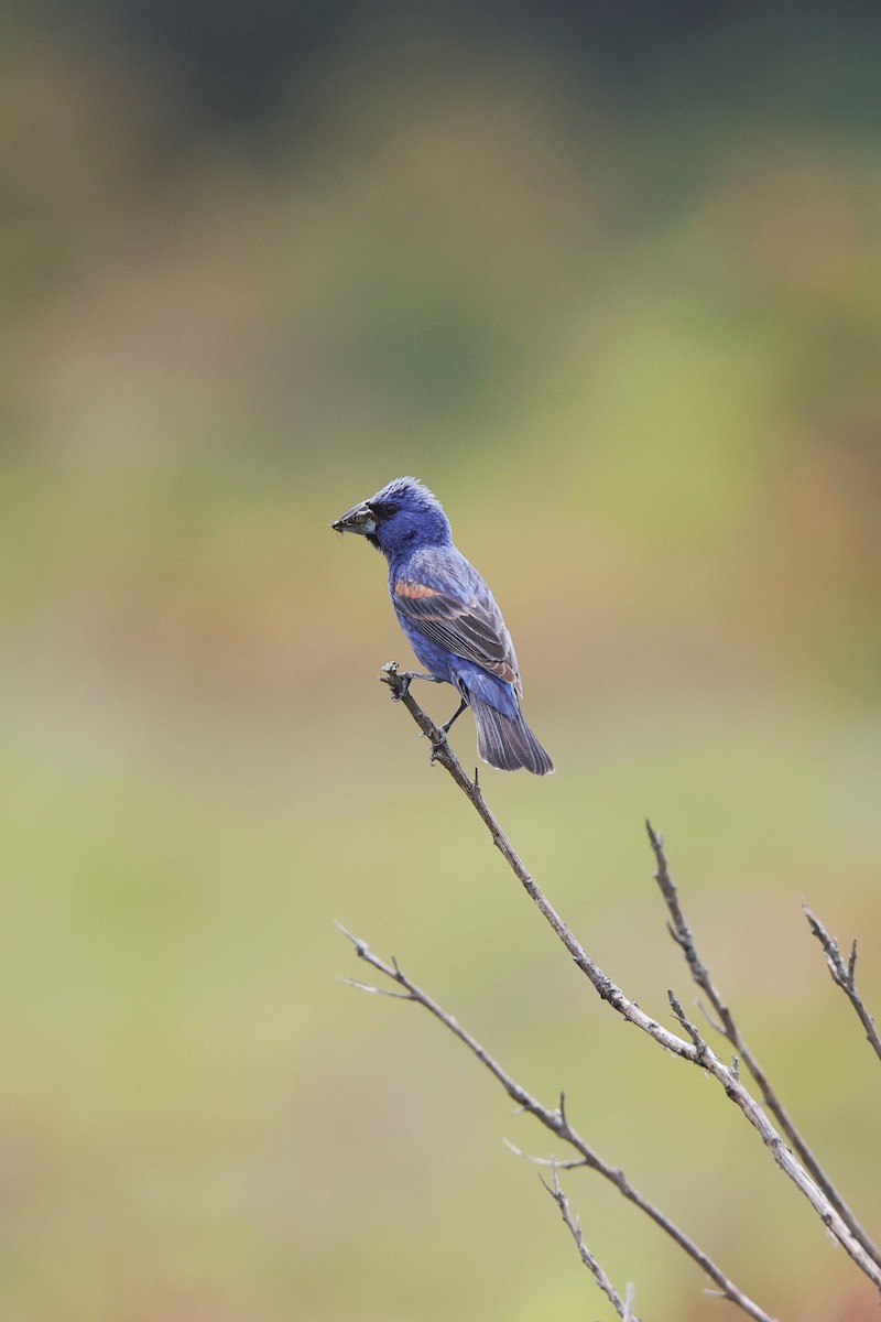 Blue Grosbeak - ML638495820