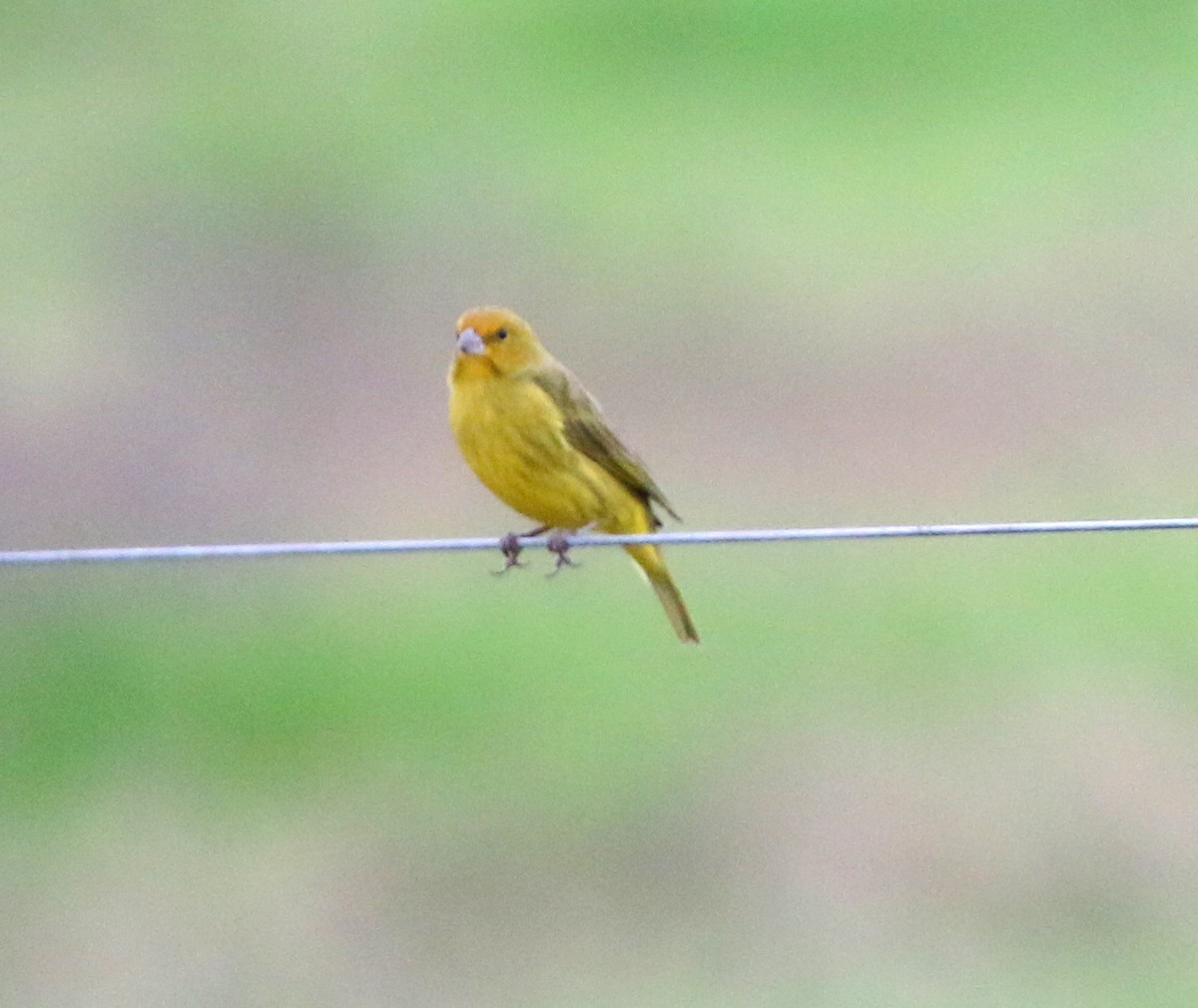 Saffron Finch - ML638495858
