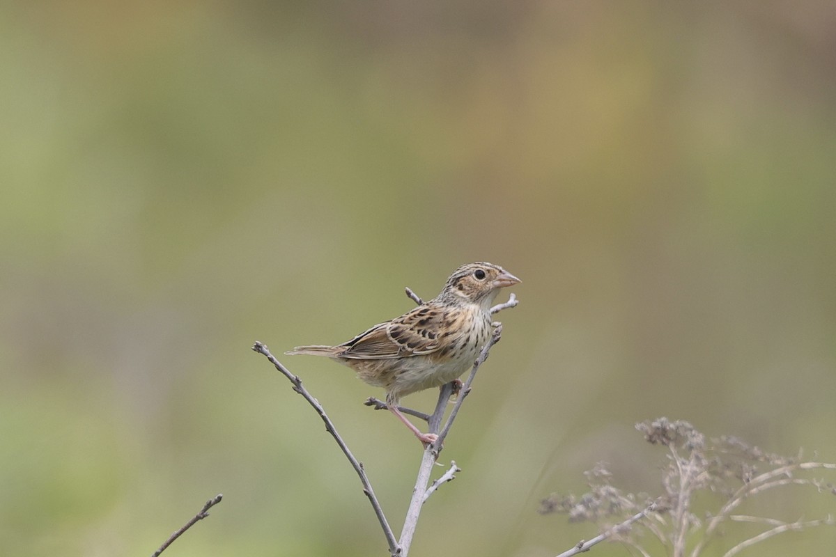 Grasshopper Sparrow - ML638495867