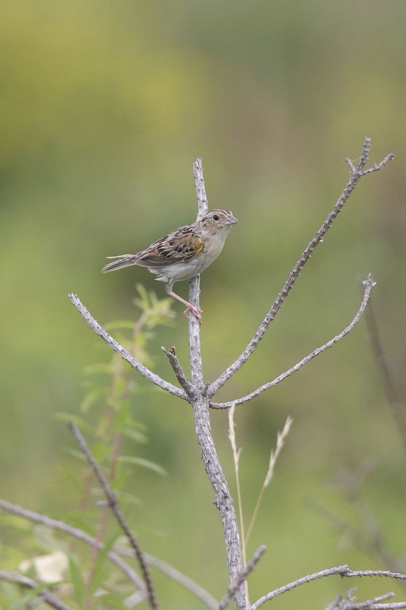 Grasshopper Sparrow - ML638495868