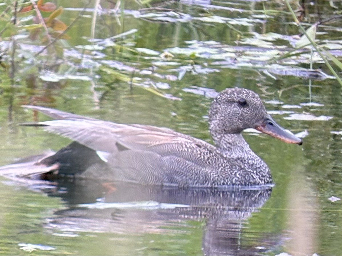 Gadwall - ML638495869