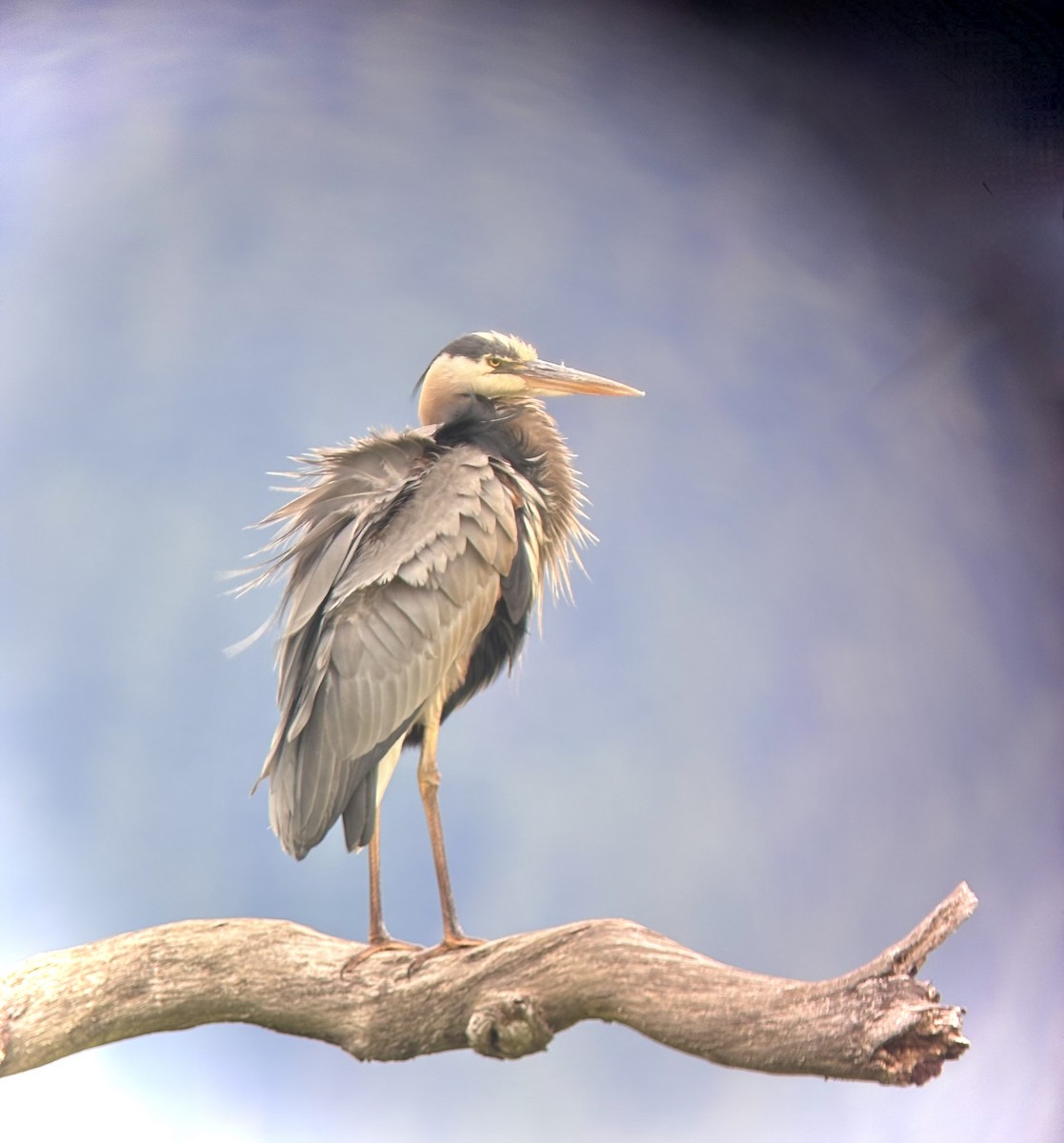 Great Blue Heron - ML638495877
