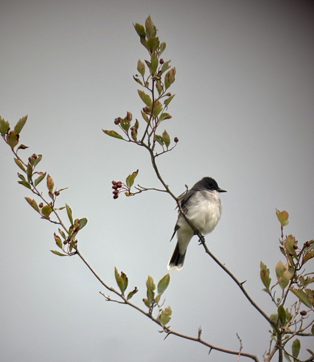 Eastern Kingbird - ML638495885