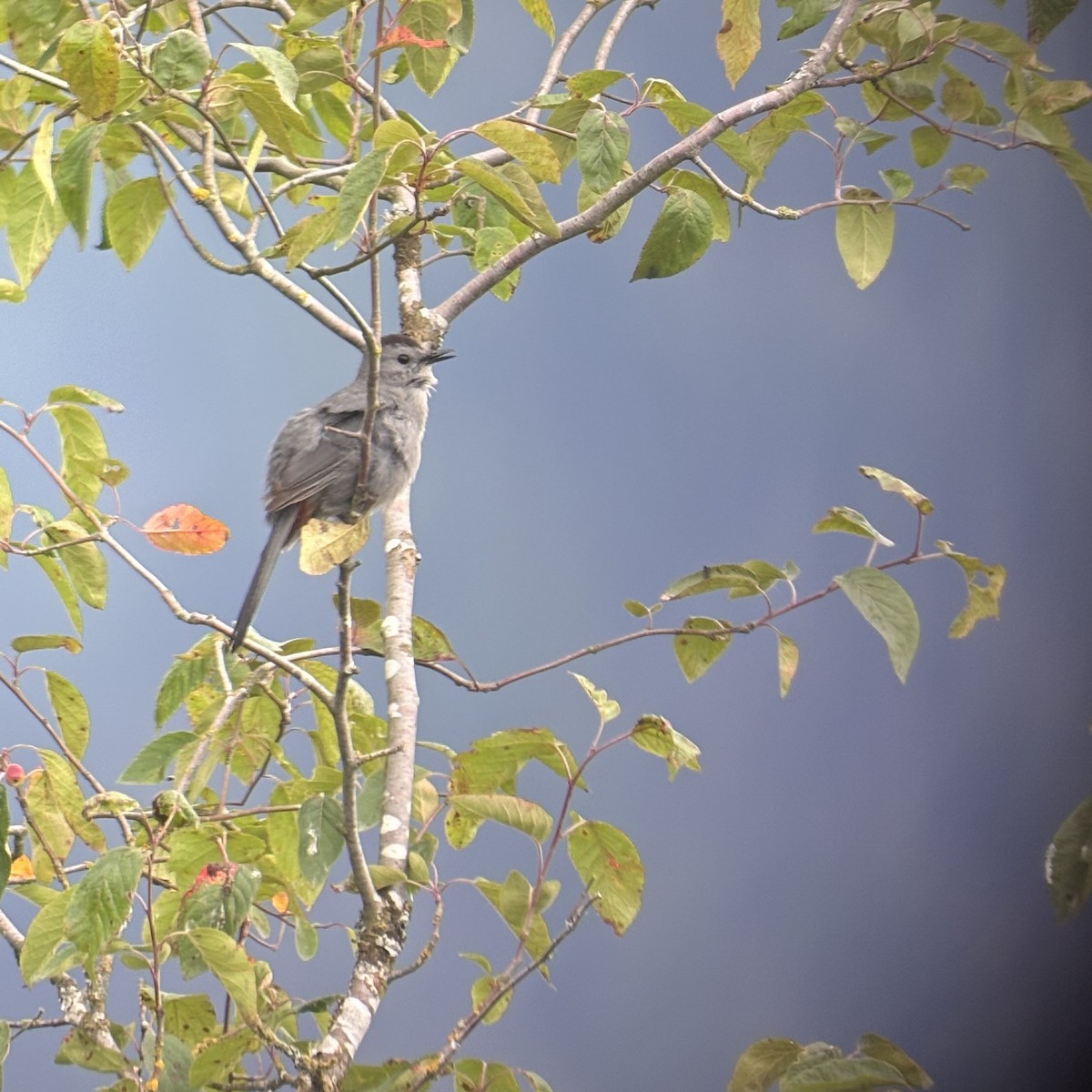 Gray Catbird - ML638495900