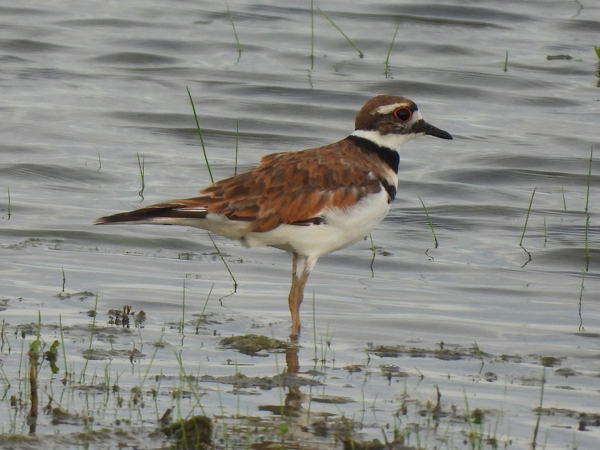 Killdeer - ML638495912