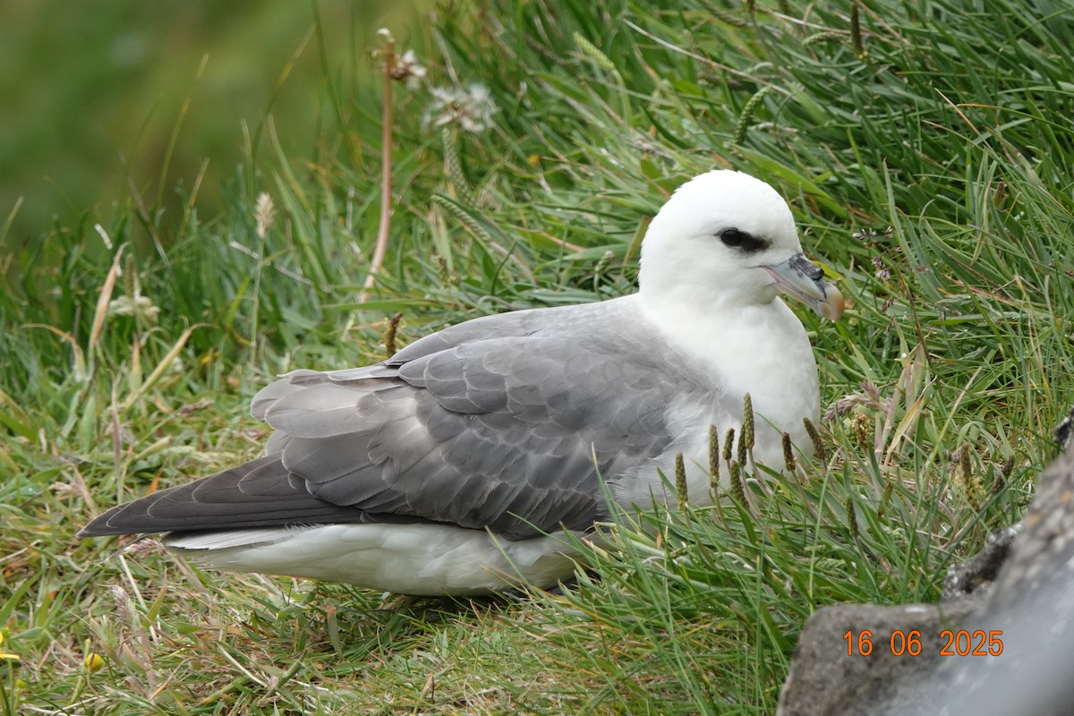 Northern Fulmar - ML638495915